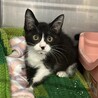 交渉中★元気なハチワレてんびちゃん サムネイル2