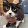 交渉中★元気なハチワレてんびちゃん サムネイル3