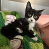 交渉中★元気なハチワレてんびちゃん サムネイル4