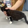 交渉中★元気なハチワレてんびちゃん サムネイル5
