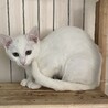 譲渡会参加予定★なでなでOK白猫姉妹 サムネイル6