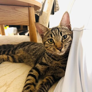 さみしがりやで甘えん坊のアゲくん