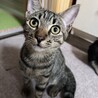 さみしがりやで甘えん坊のアゲくん サムネイル2