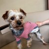 片足先が無くたってへっちゃらさ！【ケンケン君】 サムネイル3