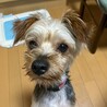 片足先が無くたってへっちゃらさ！【ケンケン君】 サムネイル4
