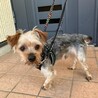 片足先が無くたってへっちゃらさ！【ケンケン君】 サムネイル5