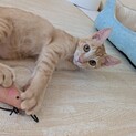実は甘えん坊！？アル君