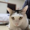 のんちゃん♂1歳:9月12日譲渡会に参加 サムネイル2