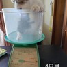 のんちゃん♂1歳:9月12日譲渡会に参加 サムネイル4
