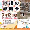 のんちゃん♂1歳:9月12日譲渡会に参加 サムネイル6