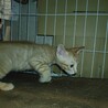 茶トラの男の子 サムネイル3