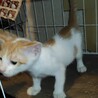 茶白の男の子 サムネイル2
