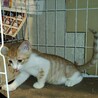 茶白の男の子 サムネイル2