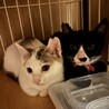 オス，メス2匹の里親募集 サムネイル2