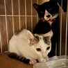 オス，メス2匹の里親募集 サムネイル3