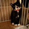 オス，メス2匹の里親募集 サムネイル5