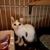 オス，メス2匹の里親募集 サムネイル6