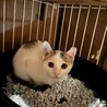オス，メス2匹の里親募集 サムネイル7