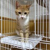 人慣れ修行中！9ヶ月の美男子猫[茶々丸くん] サムネイル2