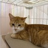人慣れ修行中！9ヶ月の美男子猫[茶々丸くん] サムネイル3