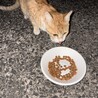 人慣れ修行中！9ヶ月の美男子猫[茶々丸くん] サムネイル4