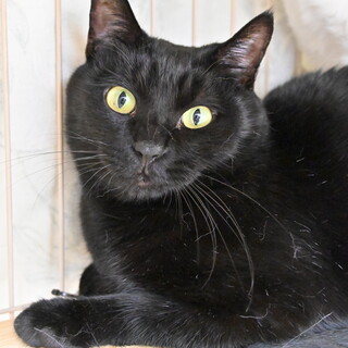 オセ：ツヤツヤ黒猫くん。