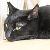 オセ：ツヤツヤ黒猫くん。 サムネイル3