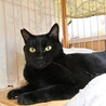 オセ：ツヤツヤ黒猫くん。 サムネイル4