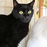 オセ：ツヤツヤ黒猫くん。 サムネイル5