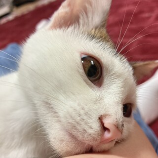 かわいいキジ白の男の子★5ヶ月★くりまんじゅう君