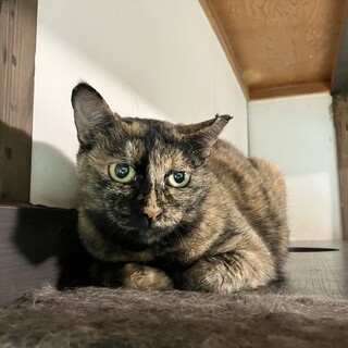 芸術的な柄のサビっ子ひらめサヴィー