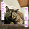 芸術的な柄のサビっ子ひらめサヴィー サムネイル2