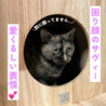芸術的な柄のサビっ子ひらめサヴィー サムネイル3