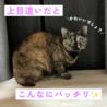 芸術的な柄のサビっ子ひらめサヴィー サムネイル4