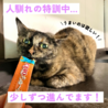 芸術的な柄のサビっ子ひらめサヴィー サムネイル5