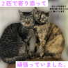 芸術的な柄のサビっ子ひらめサヴィー サムネイル6