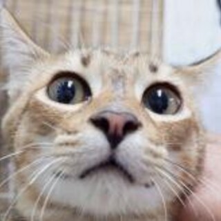 チーターの子供のような麦わら柄男の子3カ月半