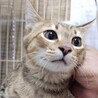 チーターの子供のような麦わら柄男の子3カ月半 サムネイル2
