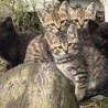チーターの子供のような麦わら柄男の子3カ月半 サムネイル3