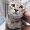 チーターの子供のような麦わら柄男の子3カ月半 サムネイル4
