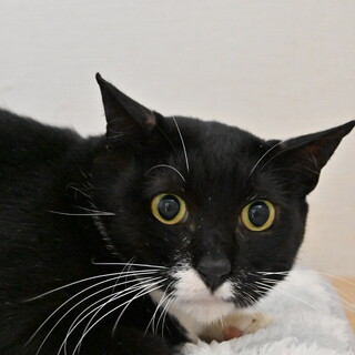 クウガ：お目目パッチリ！のらくろみたいな黒猫くん