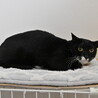 クウガ：お目目パッチリ！のらくろみたいな黒猫くん サムネイル2