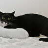 クウガ：お目目パッチリ！のらくろみたいな黒猫くん サムネイル3
