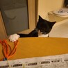クウガ：お目目パッチリ！のらくろみたいな黒猫くん サムネイル4