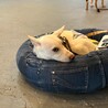 香川県出身野犬の仔犬【サム】 サムネイル2