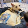 香川県出身野犬の仔犬【サム】 サムネイル3