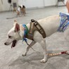 香川県出身野犬の仔犬【サム】 サムネイル4