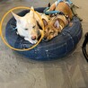 香川県出身野犬の仔犬【サム】 サムネイル5