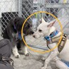 香川県出身野犬の仔犬【サム】
