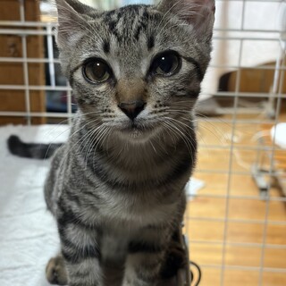 3ヶ月半　甘えん坊　キジ猫　たく君